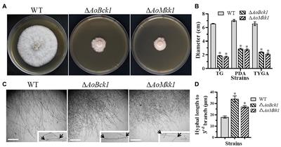 AoBck1 and AoMkk1 Are Necessary to Maintain Cell Wall Integrity, Vegetative Growth, Conidiation, Stress Resistance, and Pathogenicity in the Nematode-Trapping Fungus Arthrobotrys oligospora